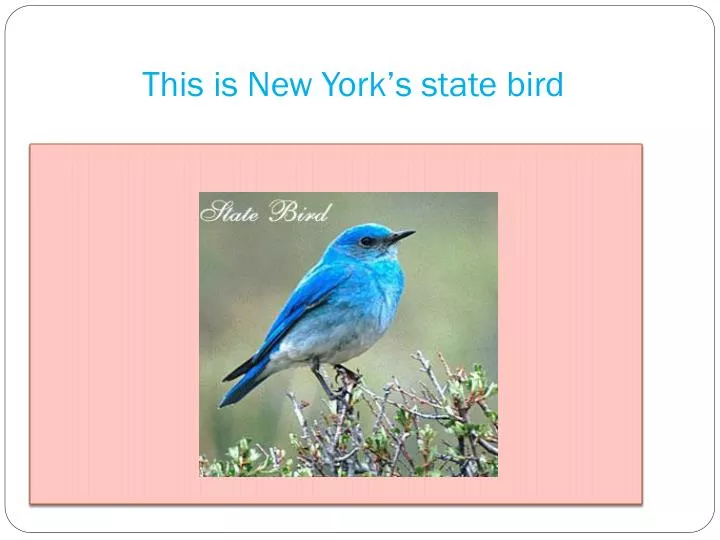 this is new york s state bird
