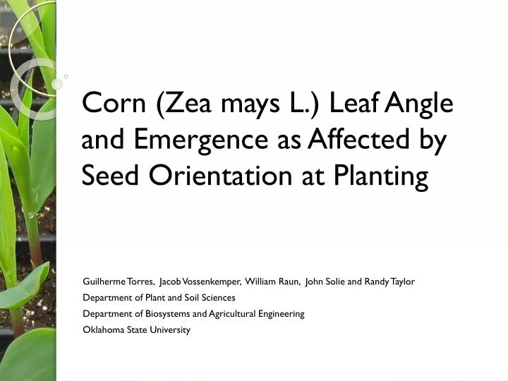 corn zea mays l leaf angle and emergence as affected by seed orientation at planting