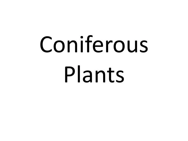 coniferous plants