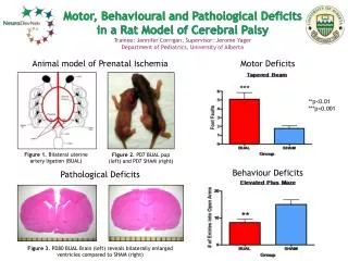 Animal model of Prenatal I schemia Pathological Deficits