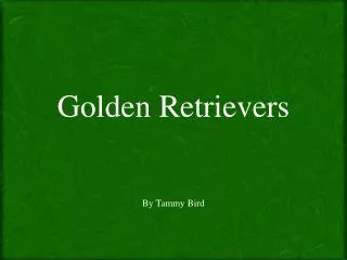 Golden Retrievers By Tammy Bird