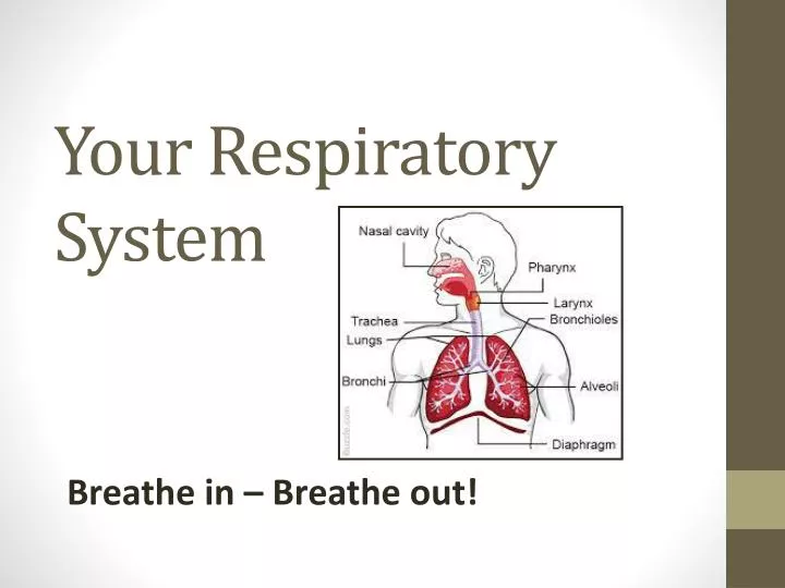 your respiratory system