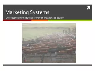 Marketing Systems