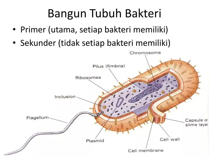 bangun tubuh bakteri