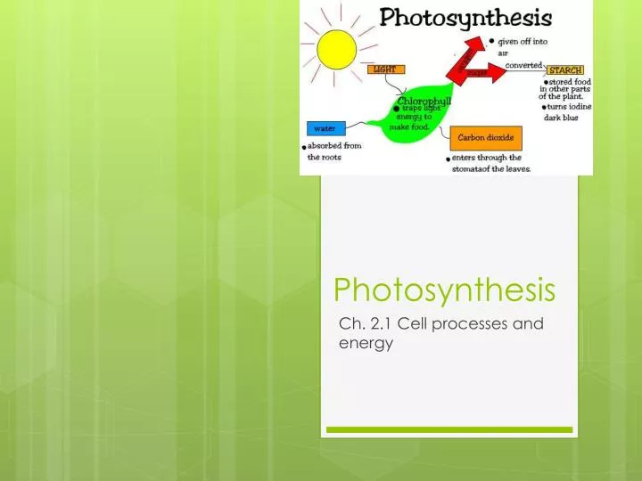 photosynthesis