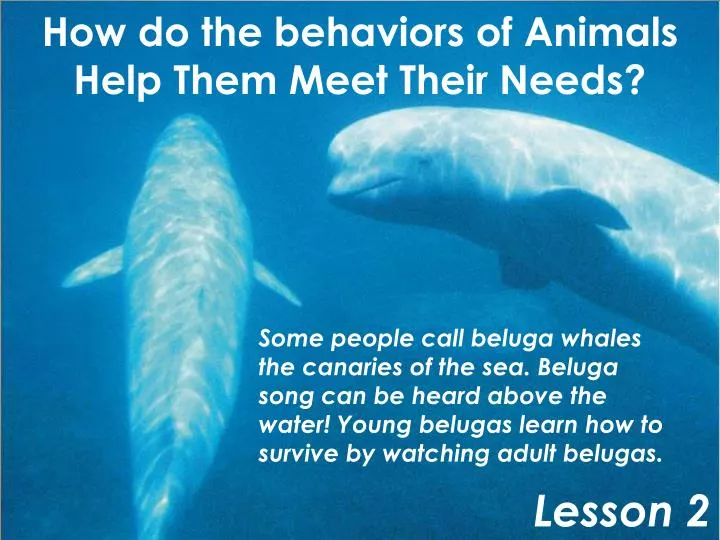 how do the behaviors of animals help them meet their needs