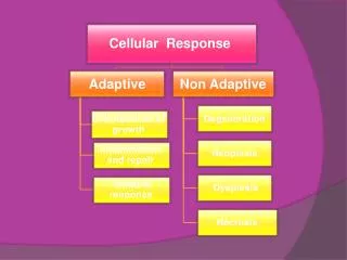 Cellular Response