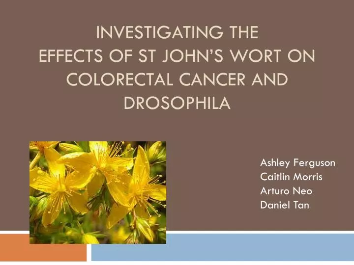 investigating the effects of st john s wort on colorectal cancer and drosophila