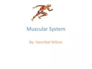 Muscular System