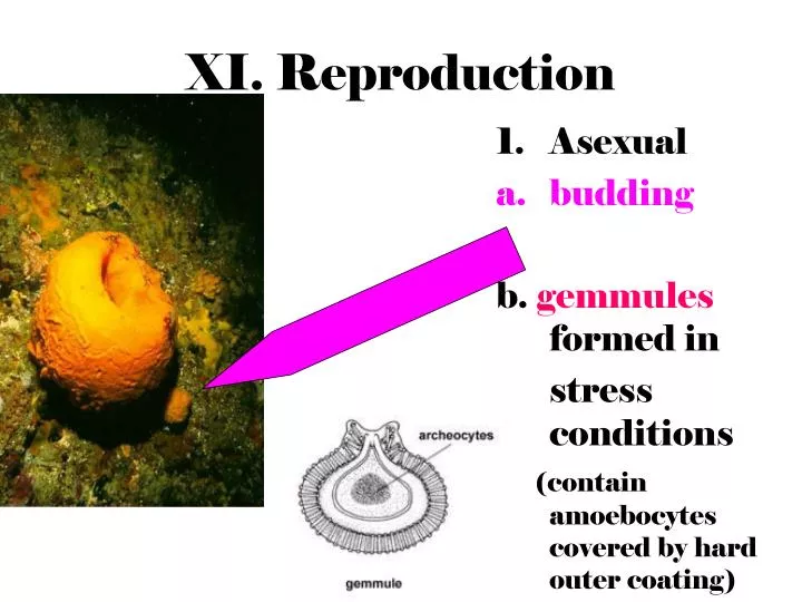xi reproduction