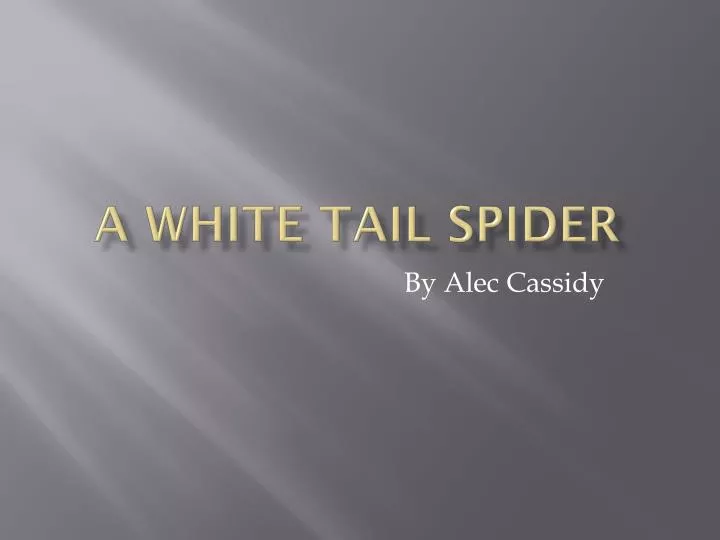 a white tail spider