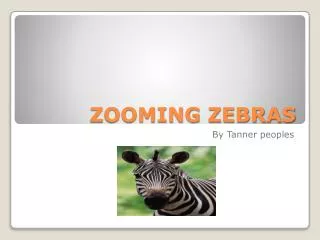 ZOOMING ZEBRAS