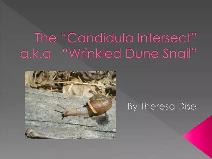 the candidula intersect a k a wrinkled dune snail