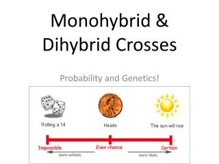 Monohybrid &amp; Dihybrid Crosses