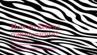 How do Zebras communicate?