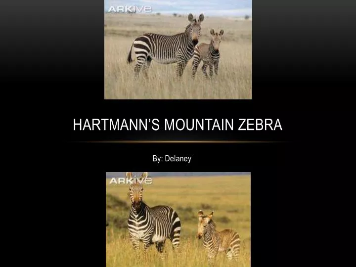 hartmann s mountain zebra
