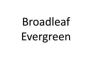 Broadleaf Evergreen