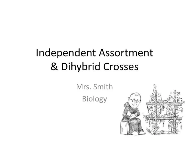 independent assortment dihybrid crosses