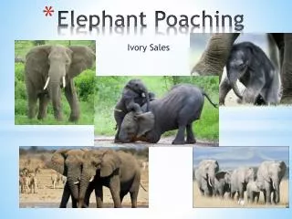 Elephant Poaching