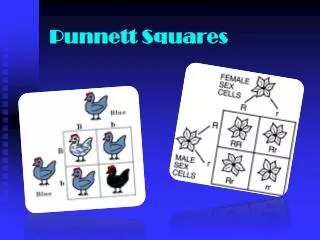 Punnett Squares