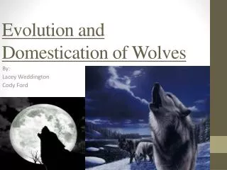Evolution and Domestication of Wolves