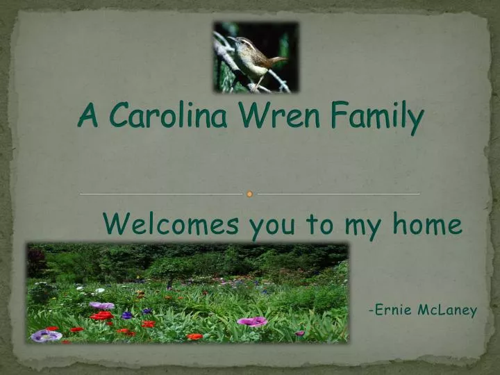 a carolina wren family