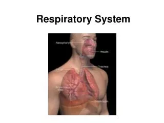 respiratory system