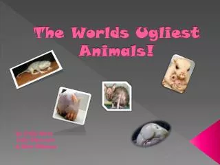 The Worlds Ugliest Animals!