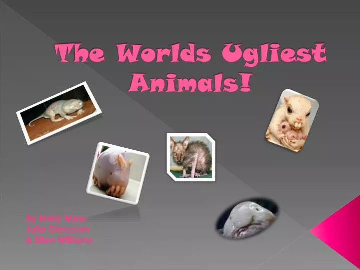 the worlds ugliest animals