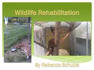 Wildlife Rehabilitation