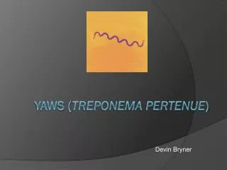 Yaws ( Treponema pertenue )