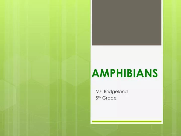 amphibians