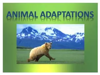 ANIMAL ADAPTATIONS