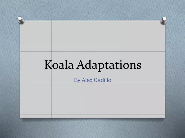 koala adaptations