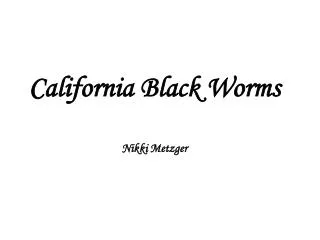 California Black Worms Nikki Metzger