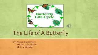 The Life of A Butterfly