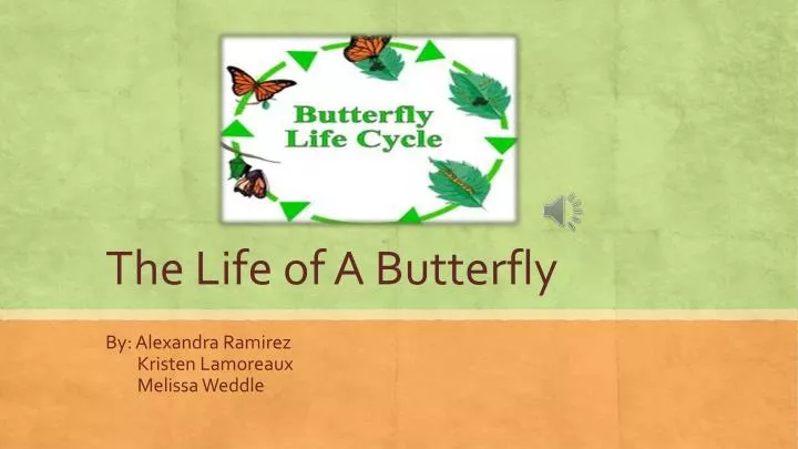the life of a butterfly