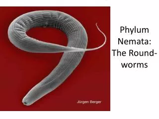Phylum Nemata : The Round-worms