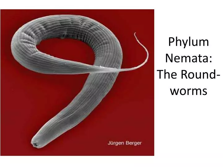 phylum nemata the round worms