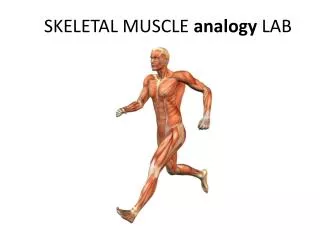 SKELETAL MUSCLE analogy LAB