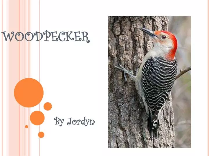 woodpecker