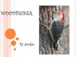 WOODPECKER - slide 1