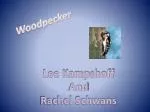 Woodpecker - slide 1