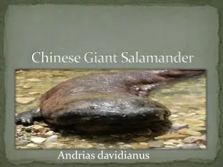 Chinese Giant S alamander