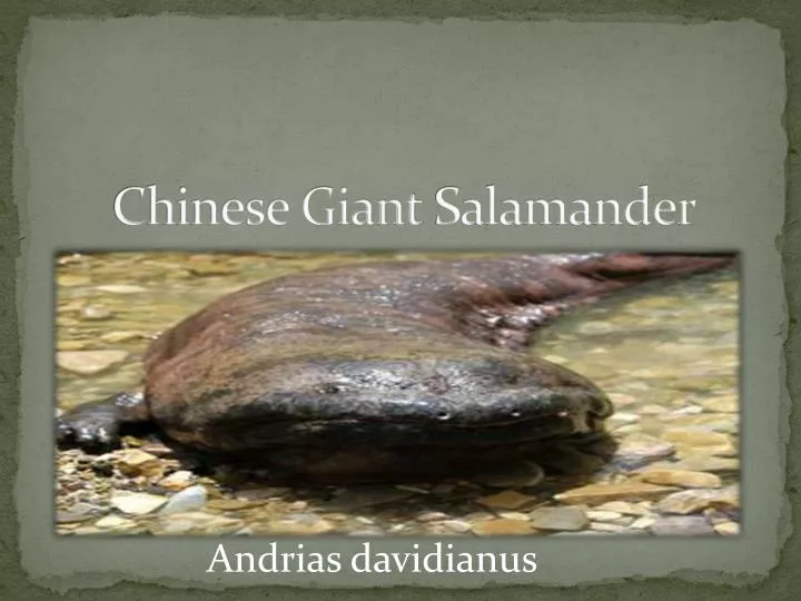 chinese giant s alamander