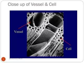 Close up of Vessel &amp; Cell