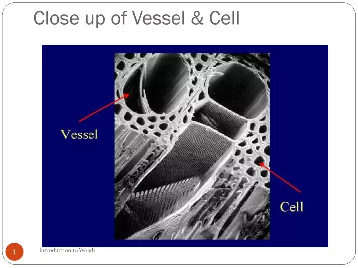 close up of vessel cell