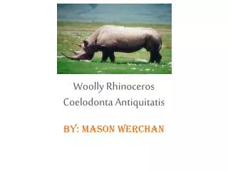 Woolly Rhinoceros Coelodonta Antiquitatis