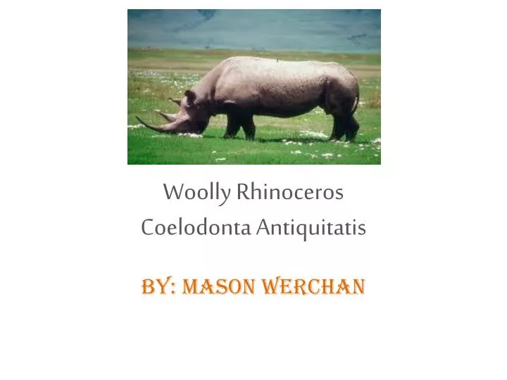 woolly rhinoceros coelodonta antiquitatis