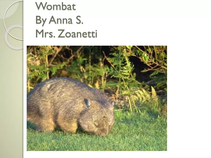 wombat by anna s mrs zoanetti